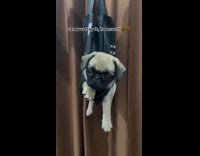 Puppy on reusable bag with holes