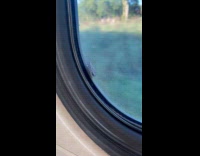 Lanternfly hangs on tight outside train window