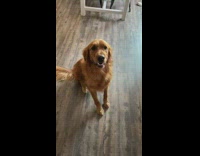 Dog does all tricks when asked to sit down treat