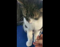 Cat sit still while getting groomed haircut