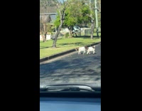 Two goats crosses the road in town