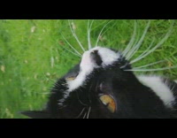 Pet cat body stroke and then filmer fell on the ground