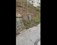 Baby ducks jump from ledge follow mother