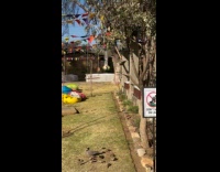 Lovebird pushes another lovebird at bird feeder