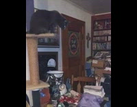 Black cat white ball tower books flash 