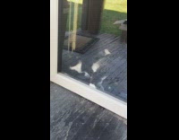 cat trying to get out 