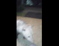 Girl feeds and combs wild possum 