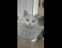 White cat with different colored eyes