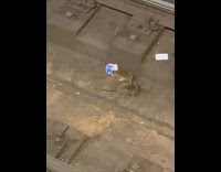 Subway rats hang out on tracks 