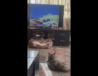 Cat laying on living room floor watches cartoons 