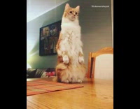 Tall orange cat sits upright wood table 