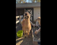 Compilation of different interactions with different animals