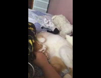 Girl pets brown white cat quilt blanket