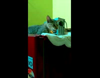 Cat likes to lay down on fridge