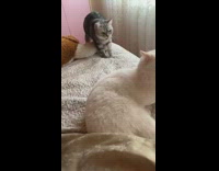 Two cats play fight unroll toilet paper 