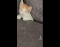 Little kitten stuck in corner of couch 