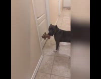 Collab BitchMP - Dog with toy opens room door