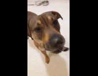 Large brown dog eats chicken off fork 