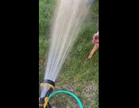 Brown dog eat water spray hose grass