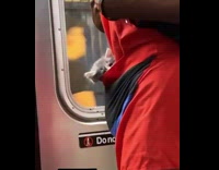 Grey kitten stares while in guys apron 