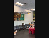 Dogs bark at Great Dane on window