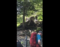 Couple black top pictorial tree castle park