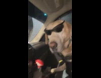 Dog wearing sunglasses while on drive thru