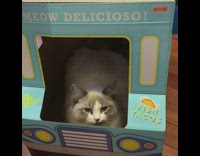 Girl asks cat in truck for taco 