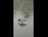 Woman feed bread to ducks on ice