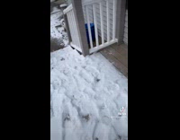 Collab Clips MPUGC - Man pushed by dog on porch