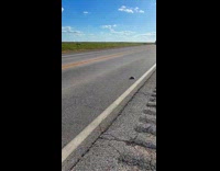 Man helping turtle cross highway