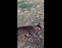 Cat with long curled tail 