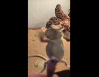 Bearded dragon lizard too excited for cricket