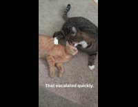 black cat licks orange cat