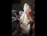 Girl pets cat sitting with back paws up