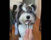 Dog hair tied talks to fans microphone