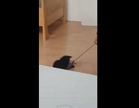 Black kitten plays colorful streamers stick toy