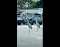Collab Clips MPUGC - 5 cranes doing trumpet calls on parking lot