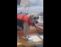 Dog orange life jacket star sunglasses boat