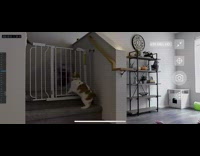 Cat squeezes through white baby gate stairs 