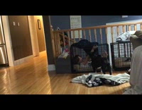 Young girl lay inside cage of dog