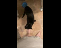 Collab RGBV - Black cat spins and meows at owner
