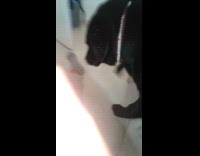 Dog tries to reach phone from owner