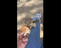 Chipmunk filmers leg eat pizza crust munch