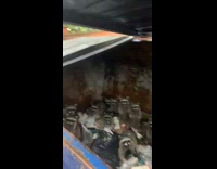 Blue dumpster full of raccoons hiding inside of it 