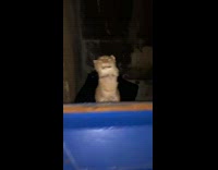 Realistic cat doll inside of blue dumpster 