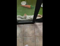 Group of cats lounge outside in backyard 