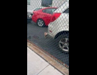 Collab WINY - Filmer call roaming chicken a guard dog