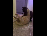 Moments of grey cat and new kitten