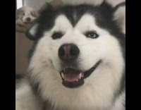 Collab PubityPets - Husky wiggles its ears to music